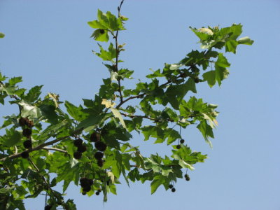 Sycamore