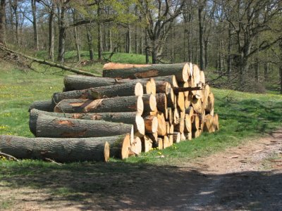 Logs of oak