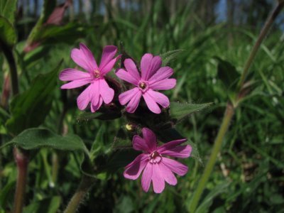 Red campion, Rdblra, Silene dioica
