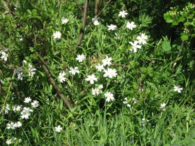 Greater stichwort, Buskstjärnblomma, Stellaria holostea