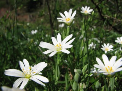 Greater stichwort, Buskstjärnblomma, Stellaria holostea