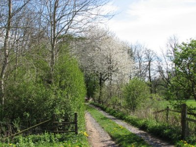 Sweet cherry, Fågelbär, Prunus avium
