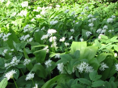 Ramslök, Ramson garlic, Allium ursinum