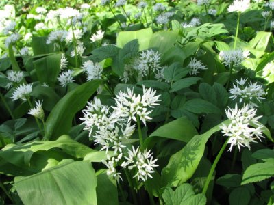 Ramslk, Ramson garlic, Allium ursinum