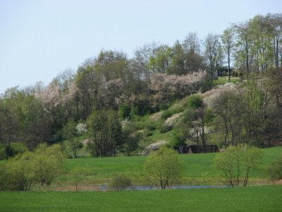 Sweet cherry & Blackthorn, Fågelbär & Slån, Prunus avium &Prunus spinosa