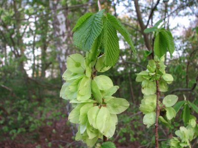 Whych Elm, Alm, Ulmus glabra