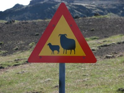 Icelandic farm animals