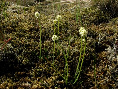 Scottish Asphodel; Bjrnbrodd; Tofieldia pusilla
