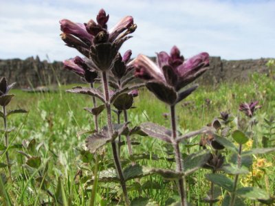 Apline Bartsia; Svarth; Bartsia Alpina