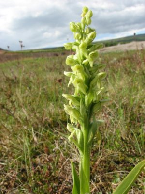 Nothern Green Orchid; Grnlands Yxne; Platanthera hyperborea