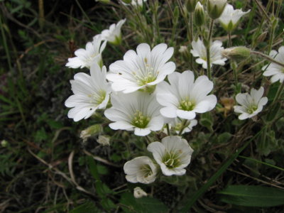 Alpine mouse ear; Fjllarv; Cerastium alpinum