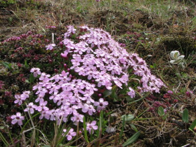 Moss campion; Fjällglim; Silene acaulis
