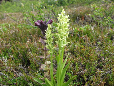 Nothern Green Orchid; Grnlands Yxne; Platanthera hyperborea