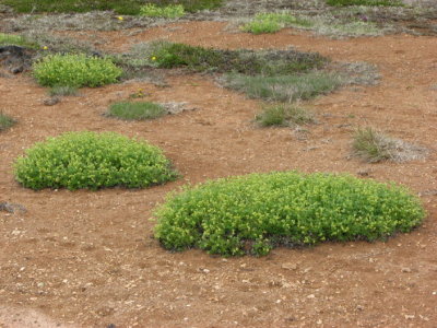 Alpine Lady'- Mantle, Fjälldaggkåpa, Alchemilla alpina