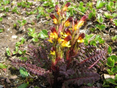 Upright Lousewort; Brandspira; Pedicularis flammea
