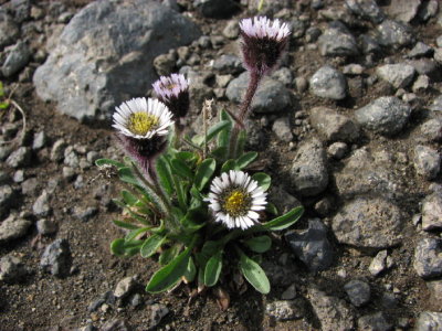 Snow fleabane; Svartbinka;  Erigeron humilis