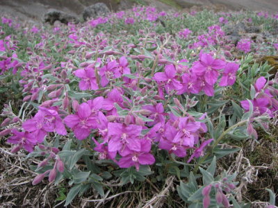 Arctic Riverbeauty, Prakt Mjölke; Epilobium Latifolium
