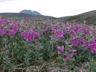 Arctic Riverbeauty, Prakt Mjölke; Epilobium Latifolium