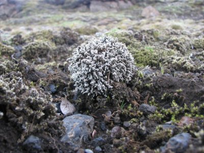 Stereocaulon vesuvianum ?