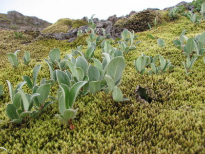 Salix borealis ??