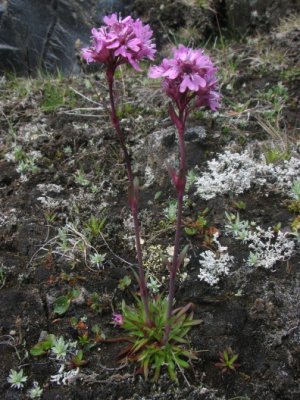 Alpine Catchfly, Fjällnejlika, Lychnis alpina