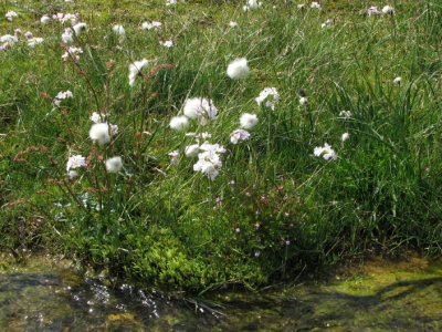 Scheuchzer's Cottongrans, Polarull, Eriophorum scheuchzeri