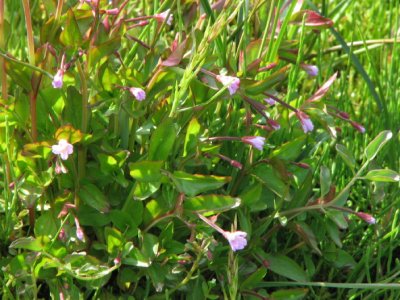 Marsh willowherb, Kärrdunört, Epilobium palustre