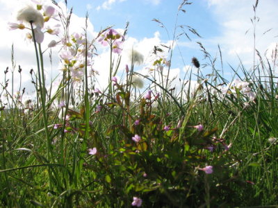 Meadow mix I