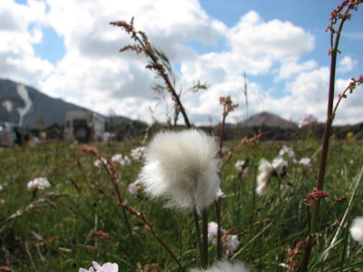 Scheuchzer's Cottongrans, Polarull, Eriophorum scheuchzeri