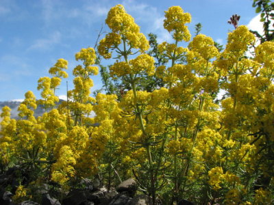 Lady's Bedstraw, Gulmåra, Gallium verum