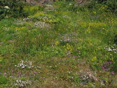 Mountainside mix II