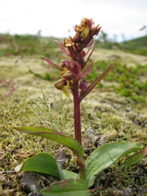 Frog Orchid; Grönkulla; Coeloglossum viride