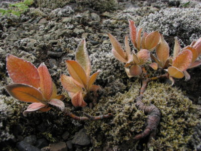 Bluish Willow; Ripvide ;Salix callicarpaea, Autumn colour