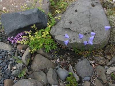 Harebell, Liten blåklocka, Campanula rotundifolia
