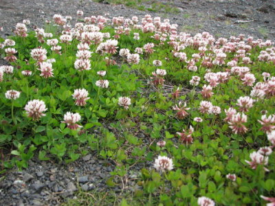 White Clover, Vitklöver, Trifolium repens