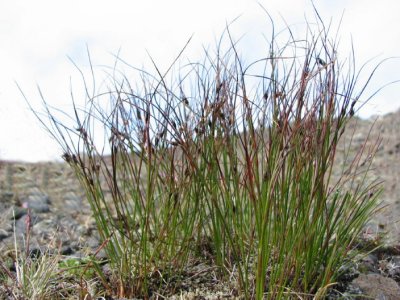 Three-leaved Rush, Juncus trifidus