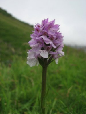 Early Marsh Orchid, Ängsnycklar, Dactylorhiza incarnata