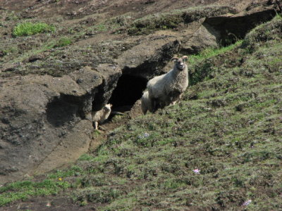 Sheep at Domadalur