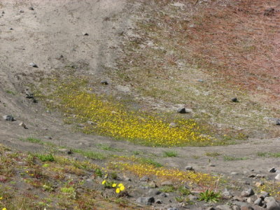 Buttercups in the ash