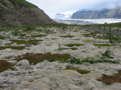 Field with Lichens , Gr Renalv, Cladonia rangiferina
