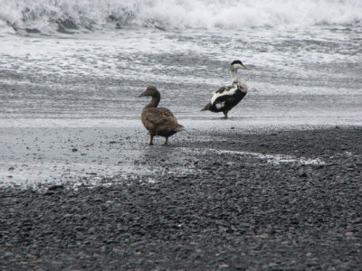 Common Eider; Eider, Somateria mollissima