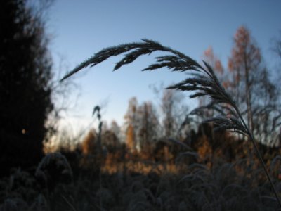 Frosty spike of gras