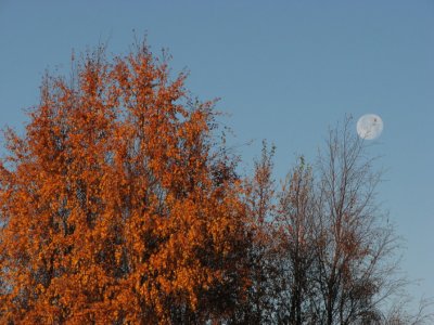 Moon and autum birch II