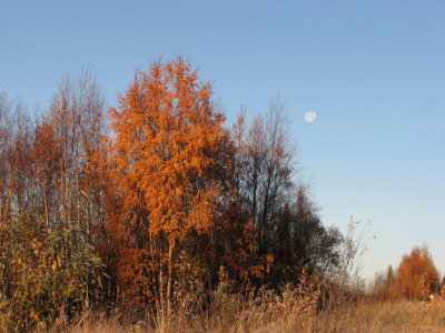 Moon and autum birch I