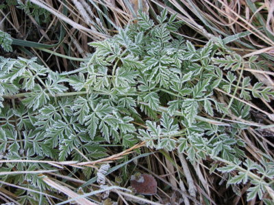 Leaf of Anthriscus sylvestris, Hundkx