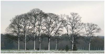 The Perk trees and the first snow