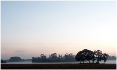 Perk trees in morning mist