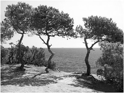Three Platja trees