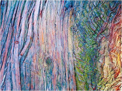 Impressionistic bark