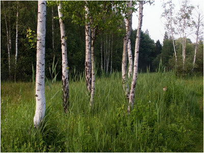 The birch trees